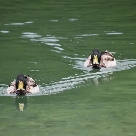 Hisa Ob Jezeru - House By The Apartment