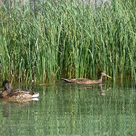 Apartment Hisa Ob Jezeru - House By The