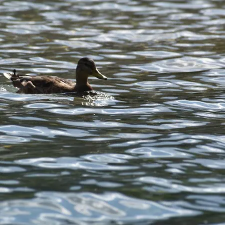 아파트 Hisa Ob Jezeru - House By The