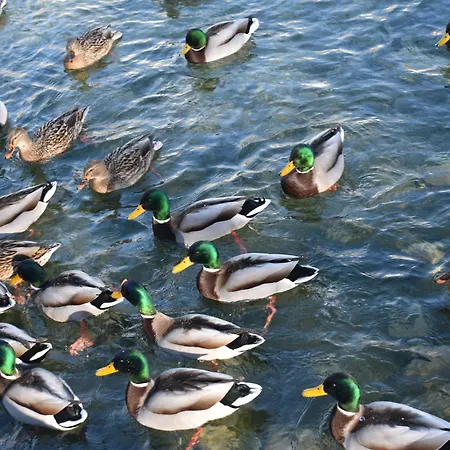 아파트 Hisa Ob Jezeru - House By The 크라니스카고라