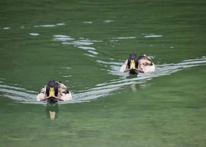 Hisa Ob Jezeru - House By The דירה