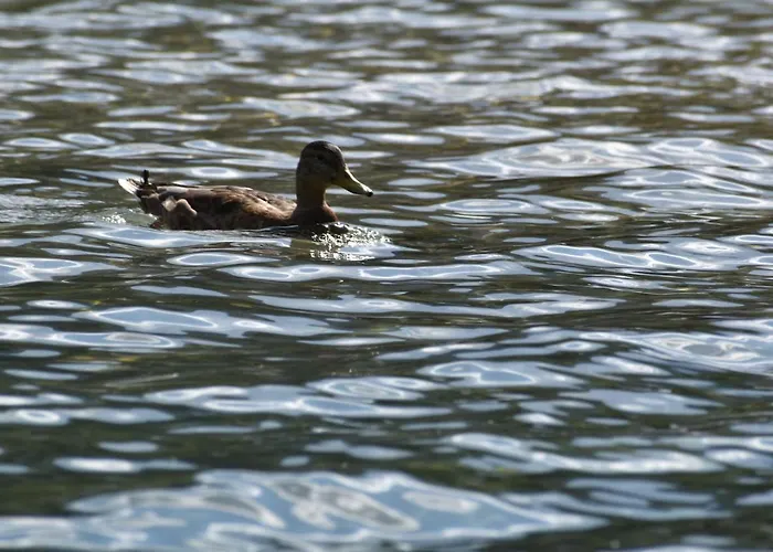 公寓 Hisa Ob Jezeru - House By The