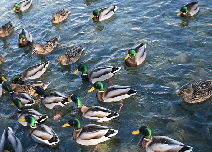 Apartmán Hiša Ob Jezeru - House By The Kranjska Gora